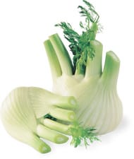Fenouil