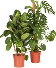 M-Classic pianta verde