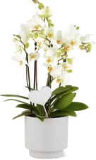 Premium Orchidee