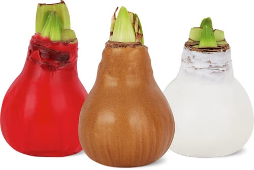 M-Classic amaryllis cire