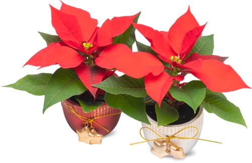 De la région Stella di Natale 6 cm con coprivaso