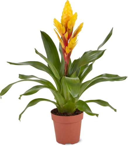 M-Classic bromelia/ guzmania 12cm