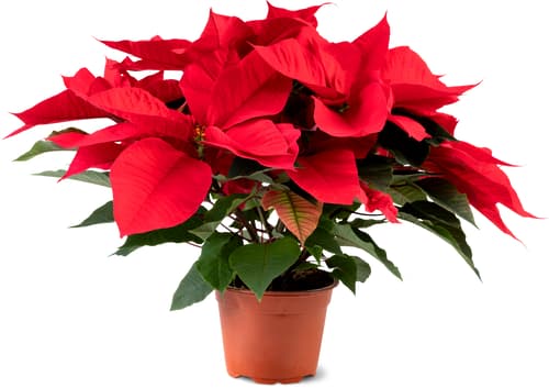 De la région Stella di Natale 13 cm