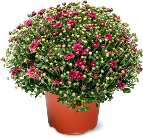 Chrysanthemen 19cm