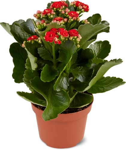 M-Classic kalanchoe 10 cm