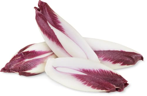 Extra Young Red Chicory Extra Delicate