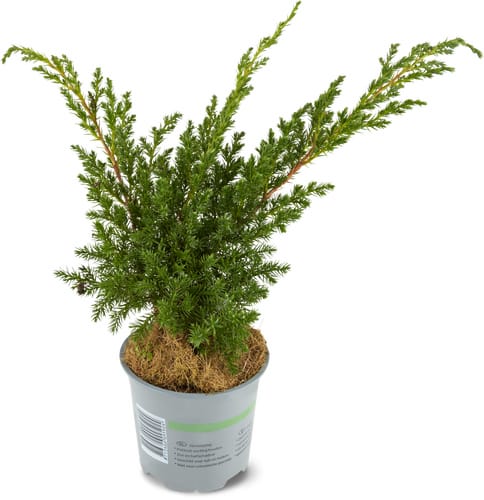 Koniferen, Topf Ø 13 cm