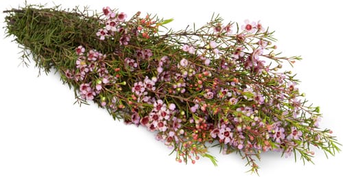 M-Classic Wachsblumen, Bund 5 Stück