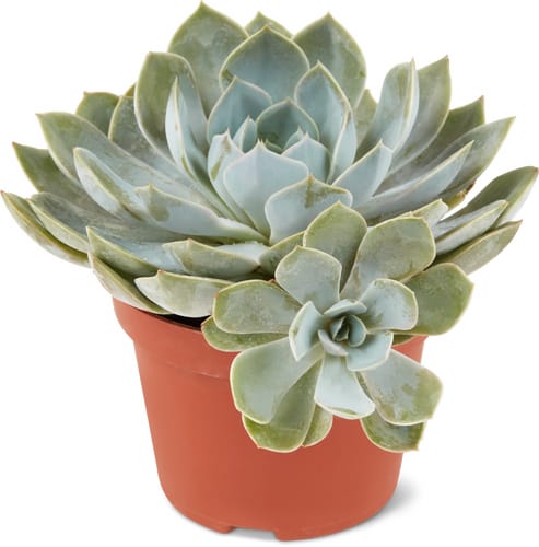 Succulentes mix 10.5cm