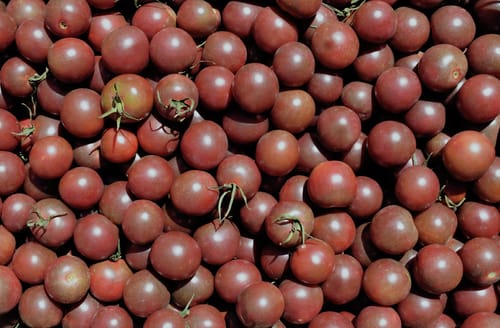 Tomate cerise, black Cherry