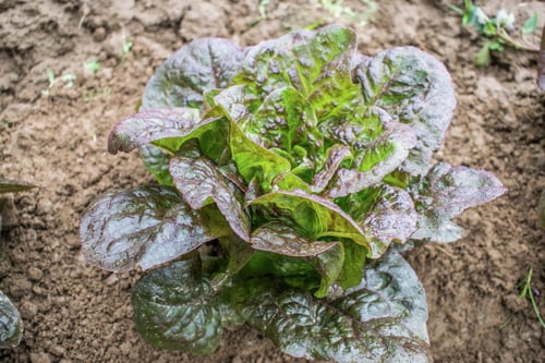 ROMANA SALAT