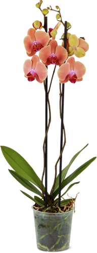 Phalaenopsis 2 steli 12 cm