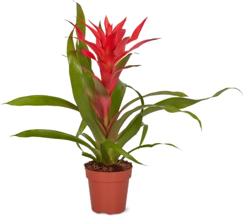 M-Classic bromelia/ guzmania 12cm