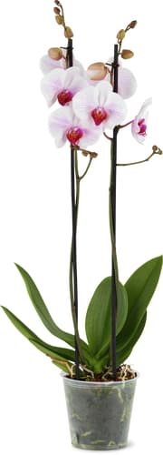 Phalaenopsis 2 steli 12 cm