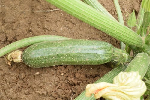 Zucchini, Zuboda