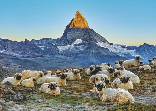 RVB Puzzle 1000 T. Meet the Sheep