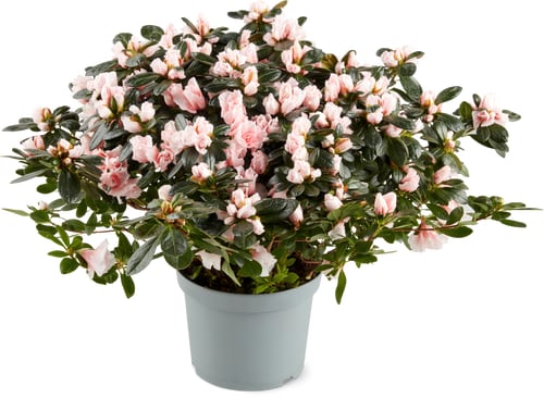 Azalea Busch 17cm