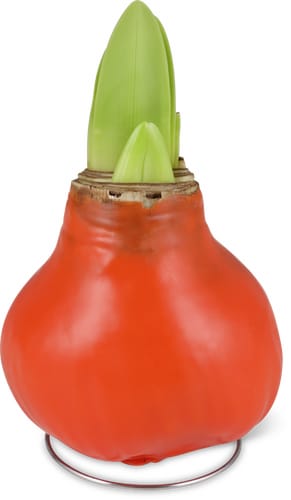 M-Classic amaryllis cire