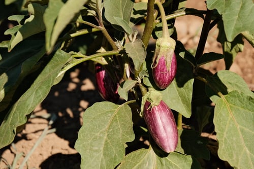 Aubergine, Tsaloniki