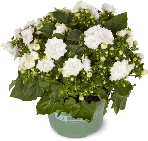 M-Classic campanula