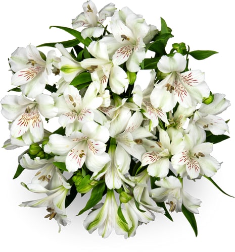Alstroemeria