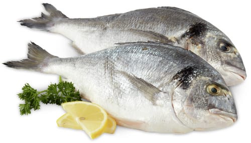 M-Classic ASC Dorade