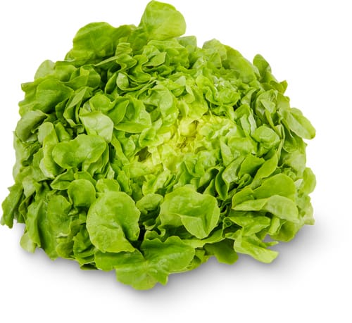 Eichblattsalat grün