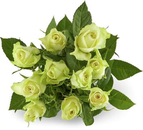 Fairtrade rosen grande 50cm