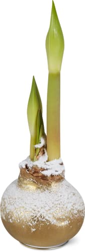 Amaryllis in cera