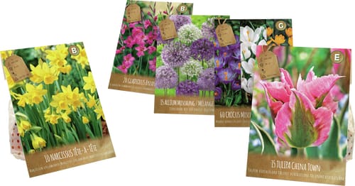 FRITILLARIA