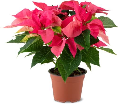 De la région Stella di Natale 13 cm