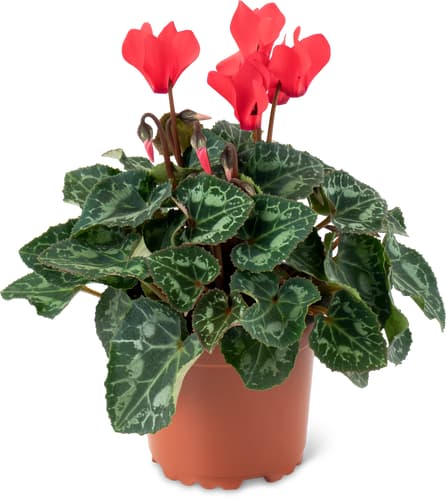 Cyclamen Small-Flowered 10 cm