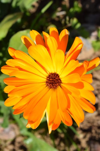 Ringelblume