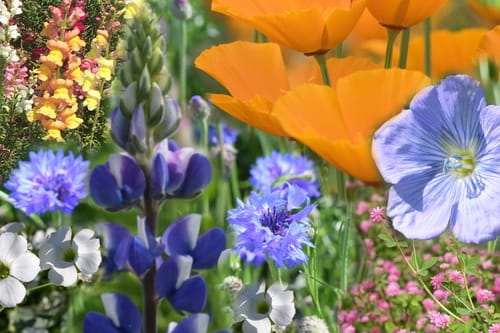 Miscela di fiori, Giardino d' Estate