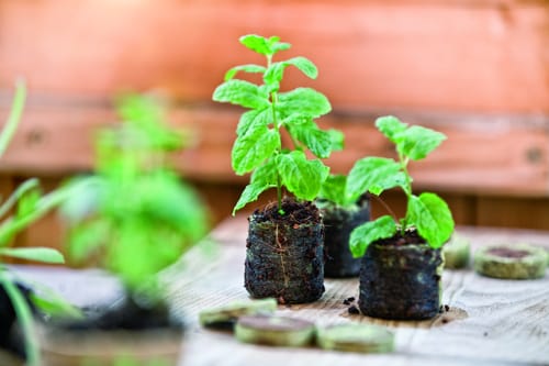 Windhager Nursery Seedling Pellets