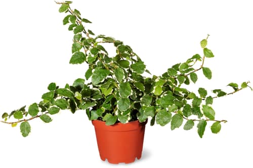 Mini piante verdi 6 cm