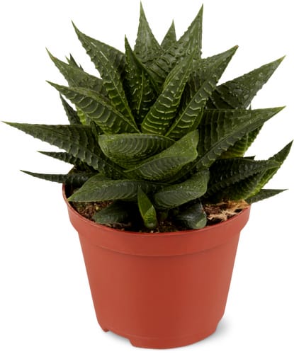 Haworthia fasciata, Topf Ø 8.5 cm