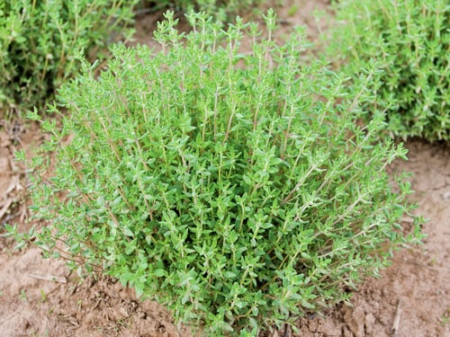 THYMIAN