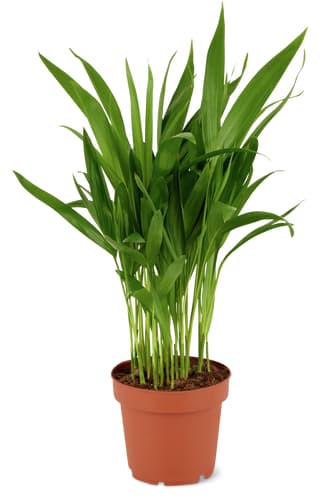 Pianti verdi Mix 12cm