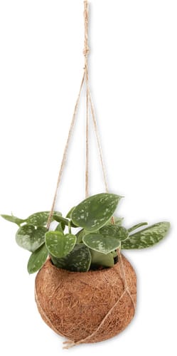 Kokodama 12 cm plante de suspension