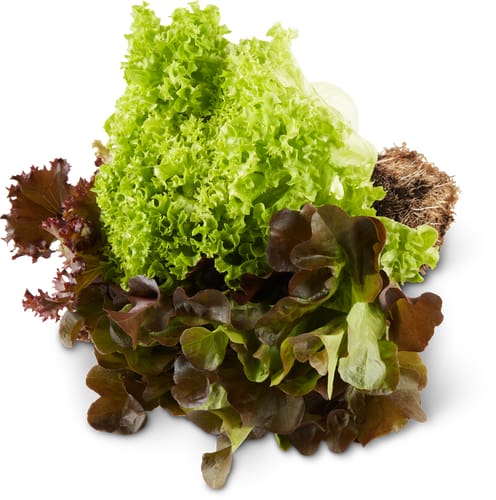 Insalata trio