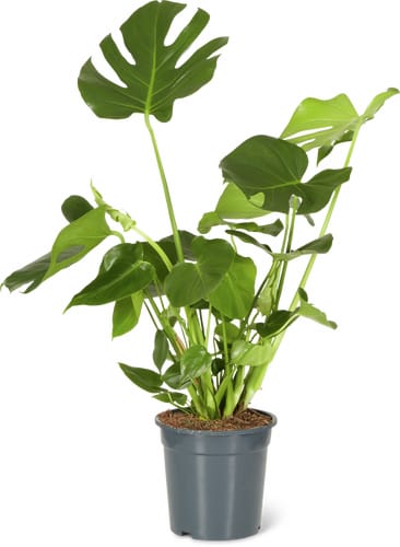 Foliage Plants Mix 21 cm