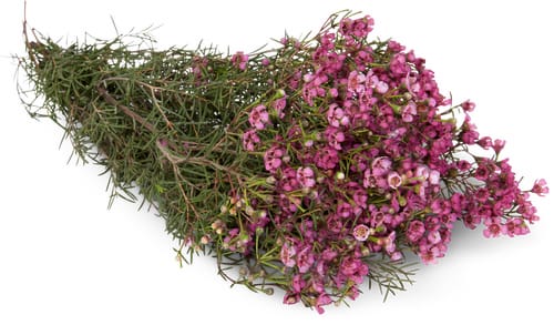 M-Classic Wachsblumen, Bund 5 Stück