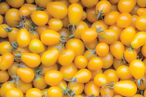 KIRSCHTOMATE YELLOW