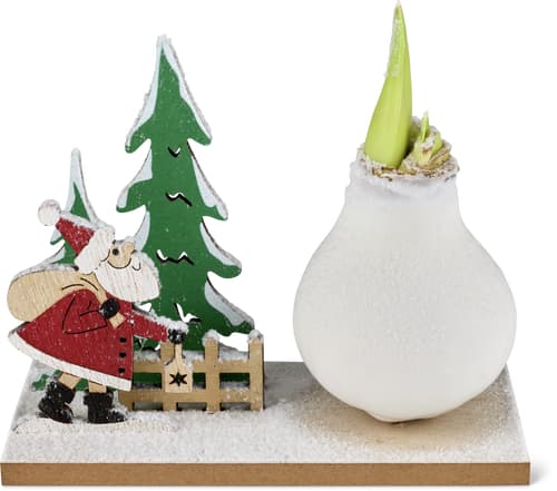 Amaryllis su tavoletta decorativa 19 cm x 8 cm