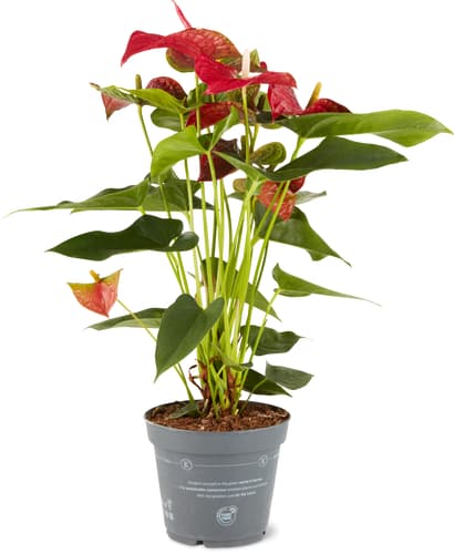 M-Classic Anthurium 17cm