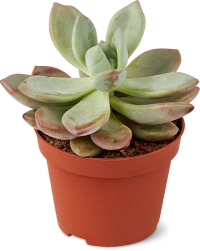 Succulentes mix 10.5cm