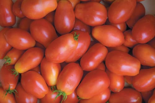 Pomodoro, Roma VF
