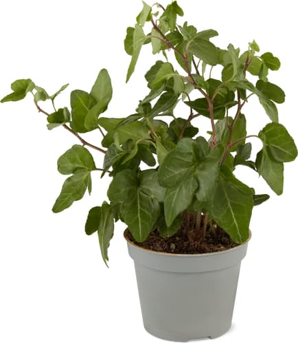 Mini piante verdi 6 cm