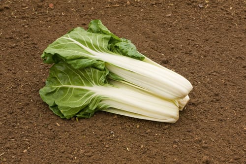 Living Seeds Bio Mangold Glatter Silber 3